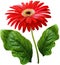 Watercolor gerbera flower red. Flower not stalk with green leaves isolated on white background. No shadows with clipping path. Fo