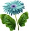 Watercolor gerbera flower turquoise. Flower not stalk with green leaves isolated on white background. No shadows with clipping pa