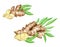 Watercolor ginger root with slices and leaves set. Hand drawn arrangements of ginger rhizome isolated on white