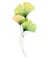 Watercolor ginkgo branch. Transparent green leaves isolated on white. Hand painted artwork with Maidenhair tree