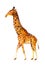 Watercolor giraffe illustration
