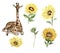 Watercolor giraffe and sunflowers illustration set. Cartoon tropical animal, exotic summer jungle design. Hand drawn designf for