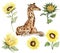 Watercolor giraffe and sunflowers illustration set. Cartoon tropical animal, exotic summer jungle design. Hand drawn designf for