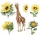 Watercolor giraffe and sunflowers illustration set. Cartoon tropical animal, exotic summer jungle design. Hand drawn designf for