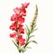 Watercolor Gladiola Flowers: Realistic Illustration On White Background