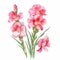Watercolor Gladiolus Clipart: Hand Drawn Floral Illustration In Lilia Alvarado Style