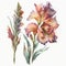 Watercolor Gladiolus Floral Clipart. Beautiful watercolor set. Isolated on White Background.