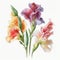 Watercolor Gladiolus Floral Clipart. Beautiful watercolor set. Isolated on White Background.