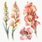 Watercolor Gladiolus Floral Clipart. Beautiful watercolor set. Isolated on White Background.