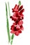 Watercolor gladiolus flower