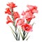 watercolor gladiolus flowers illustration on a white background.