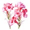 watercolor gladiolus flowers illustration on a white background.