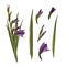 Watercolor gladiolus, hand drawn digital illustration. Set of violet flowers and leaves. Isolated