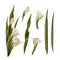 Watercolor gladiolus, hand drawn digital illustration. Set of white flowers, buds, leaves. Isolated