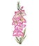 Watercolor Gladiolus on the white Background.