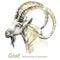 Watercolor goat on the white background. Mountain animal. Wildlife art illustration. Can be printed on T-shirts, bags