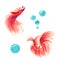 Watercolor goldfish and bubbles, hand painted isolated fish