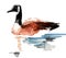 Watercolor goose