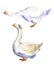 Watercolor goose on the white background, Baby shower drawn