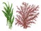 Watercolor gouache Seaweeds, Coral, Aquarium plants, underwater hand pianting. Colorful isolated set Illustration of aquatic plant