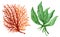 Watercolor gouache Seaweeds, Coral, Aquarium plants, underwater hand pianting. Colorful isolated set Illustration of aquatic plant