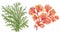 Watercolor gouache Seaweeds, Coral, Aquarium plants, underwater hand pianting. Colorful isolated set Illustration of aquatic plant