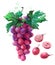 Watercolor grape bunch of dark grapes isolated