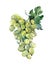 Watercolor grape bunch of green grapes isolated