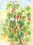 Watercolor grapevine. Hand-drawn illustration in vintage style