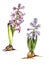 Watercolor graphic color sketch of delicate blooming lilac and pink hyacinths with bulbs