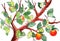 Watercolor graphic drawing of an apple tree with ripe apples and leaves on branches