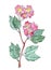 Watercolor graphic drawing of a sprig of flowering hawthorn with pink flowers on a white background
