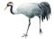 Watercolor gray crane bird on isolated background, drawing illustration