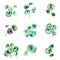 Watercolor green leaves Pilea peperomioides set isolated on white background. Vector illustration.