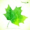 Watercolor green maple vector leaf