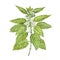 Watercolor green nettle