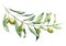 Watercolor green olive branch set. Hand painted floral illustration with olive fruit and tree branches with leaves