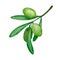 Watercolor green olives branch illustration. Botanical art. Isolated element. Kitchen decoration. Mediterranean print