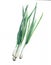 Watercolor green onions on white