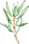 Watercolor green protea branch with long leaves and orange and pink stem. Botanical illustration