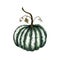 Watercolor green pumpkin vegetable isolated on white background