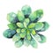 Watercolor green succulent