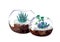 Watercolor green succulents andcactis in glass round pot on white background