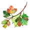 Watercolor green yellow orange gooseberry berry leaf branch isolated