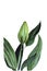 watercolor greenery lily bud