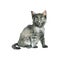 Watercolor grey kitten