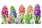 Watercolor Group of Blooming Spring Beautiful Colorful Hyacinths Flowers Plant in Row - Generative AI
