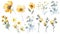 Watercolor Guinea Flowers Collection on Clean White Background