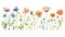 Watercolor Guinea Flowers Collection on Clean White Background