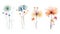 Watercolor Guinea Flowers Collection on Clean White Background .